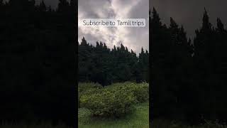 Suthama iruku adarntha marangal nature tree mountain shortsfeed travelvlog [upl. by Nnoj322]