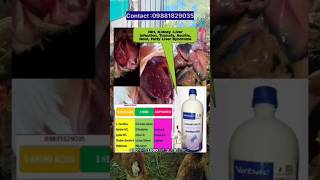 Poultry shortvideo shortsfeed shorts [upl. by Baiss459]