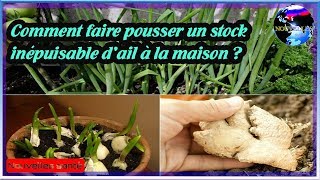 Comment faire pousser un stock inépuisable d’ail à la maison Nouvelles24h [upl. by Akceber990]