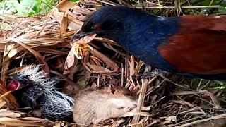 Greater coucal Birds try to remove mice [upl. by Yks405]