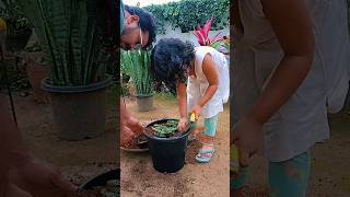 Gardaning aralia🌿cryptanthus🌿fittonia🌿🌿shortvideo 🌼interiorplants [upl. by Colp]