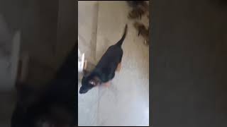 Back home using staircase dog doglover funny [upl. by Mansur]