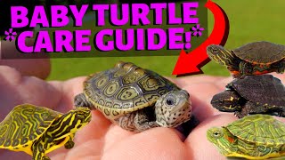 How To Care For A Baby Turtle  Most Species [upl. by Antony47]