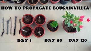 How to Propagate Bougainvillea from Cuttings [upl. by Lacombe912]