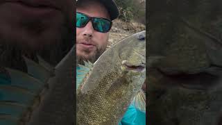 Lake Berryessa smallmouth bassfishing fishing bassfishinglife bassfishingnation [upl. by Akiria]