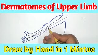 Dermatomes of Upper limb Hand Drawing made easy Must Watch [upl. by Ynehteb]