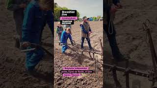 Belgische trekpaarden Jerom en Gerda met Sanne Thyssen shorts ploegen ploughing horse paard [upl. by Dressler]