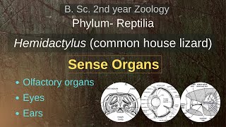 Hemidactylus  Sense Organs  B Sc 2nd year  Zoology [upl. by Greyson434]