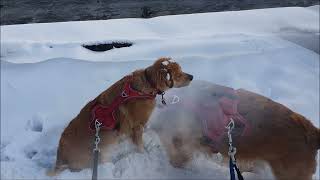 Kokoni Hund besucht Gut Aiderbichl im Schnee [upl. by Schifra]