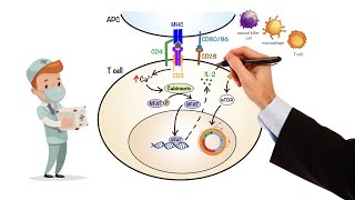 Pharmacology  IMMUNOSUPPRESSANTS MADE EASY [upl. by Eunice]