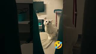 Funniest Cat Moments Caught on Camera😂😂 [upl. by Arihsay448]