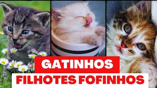 GATOS FILHOTES Melhores vídeos de bebês gatos fofos e engraçados 😍🐱 [upl. by Analise875]