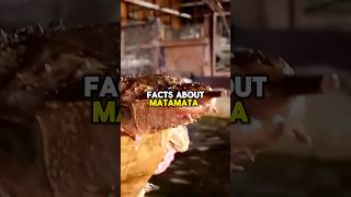 MATAMATA TURTLES FACTS shorts short shortvideo animals facts wildlife nature turtle [upl. by Annasor]