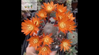 Rebutia Heliosa Quick Overview amp Care Tips [upl. by Akinot]