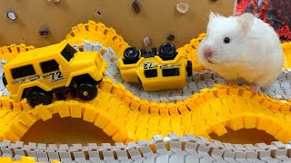 Hamster Escapes Room Maze OBSTACLE COURSE Prison Maze [upl. by Arlo]