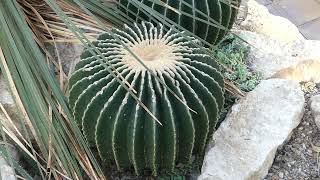 Echinocactus grusonii var inermis hort [upl. by Talich]