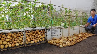 Why does using Styrofoam box to grow potatoes produce so many tubers Turns out its a secret [upl. by Misti136]