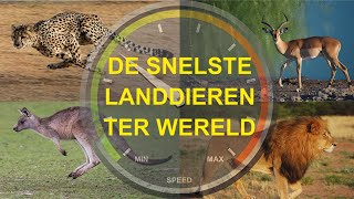 De snelste landdieren ter wereld  The fastest land animals in the world [upl. by Cullen]