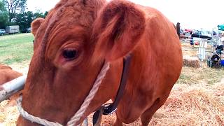 South Devon Cattle at The Hanbury Countryside Show 2019 [upl. by Assirat]