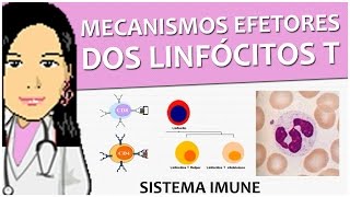 Imunologia 11  Mecanismos efetores dos Linfócitos T [upl. by Benioff]