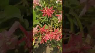 Rangoon creeper double blooming rangooncreeper flowergardening nursery flower  plants [upl. by Olumor]