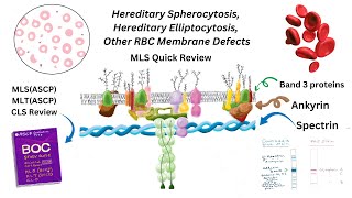 Hereditary Spherocytosis Hereditary Elliptocytosis and Red Blood Cell Membrane Defects [upl. by Felic]