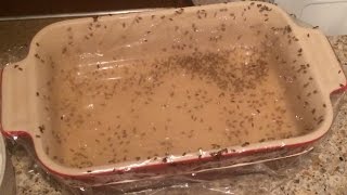 Fruit Fly Nat Trap Destroy and Conquer How to End Their Life 65 [upl. by Liahkim]