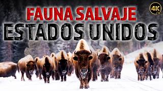 La Naturaleza Salvaje de los Estados Unidos Una Lucha por la Supervivencia  Documentales Completos [upl. by Alekin]