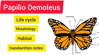 Papilio Demoleus Life cycle BSC 3rd year Zoology handwritennotes viralvideo hpu viralvideo [upl. by Carny]