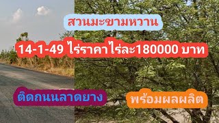 Ep56 สวนมะขามหวานเพชรบูรณ์14149 ไร่ราคาไร่ละ180000 บาทสนใจT0651084875 [upl. by Aicargatla]