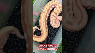 Blood python photography hack [upl. by Placida]