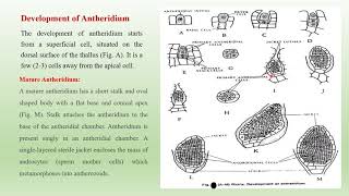 Riccia Development of Antheridium [upl. by Livy8]