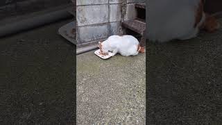 某場所で、逃走ネコB😺がパクパク食べてたが、見られてたのがヤだったのか逃走😺 [upl. by Gold]