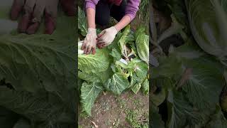 KIMCHI MAKING SEASON  Kimjang Kimchi korea koreafoods kfood kimchi 김치 김장철 [upl. by Nairbo913]