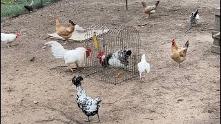 Introducing Chickens and Roosters to Chicken Flock [upl. by Duke]