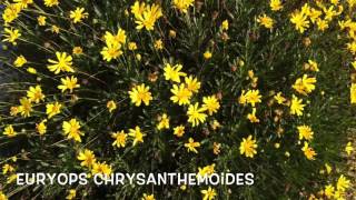 Euryops Chrysanthemoides Garden Center online Costa Brava  Girona [upl. by Hassi908]