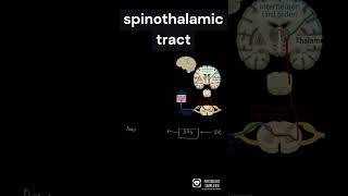 Spinothalamic tract  Anterolateral pathway  Ascending tract [upl. by Llig]