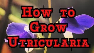 How to Grow Utricularia The must have Carnivorous plants that blooms like an orchid [upl. by Effy766]