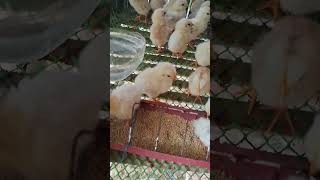 Native chicken 🐔 sa farm asmr chicken farming [upl. by Neelon616]