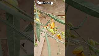 Sunhemp scientific name Crotalaria juncea  sanai botany shorts [upl. by Mcconaghy927]