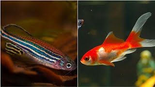 Can Zebra Fish Live Together with Goldfish Can Zebra Danio and Goldfish Share the Same Fish Tank [upl. by Amii]