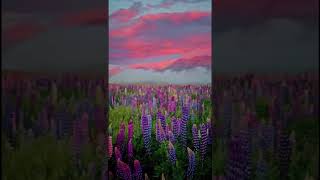 Lupins flowering season in New Zealand  BBoy youtubeshorts youtubeshorts [upl. by Alih]