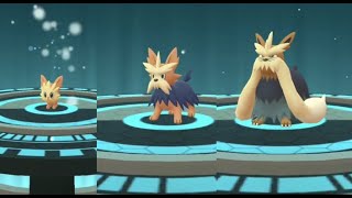 Lillipup evolution into Herdier and Stoutland in Pokemon GO  Trainer Ari [upl. by Nnylhtak]