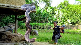 Dwarf family encounter a giant python while renovate the garden and repairing the barn [upl. by Orola593]