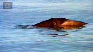 Top 6 Lake amp River Monster Sightings [upl. by Cordy]