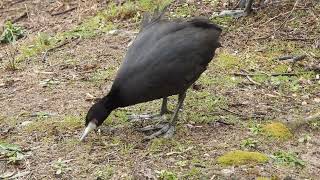 Redknobbed Coots feeding 4K [upl. by Lachlan664]