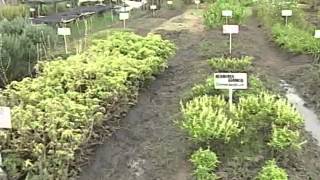 Nuevas técnicas combaten plagas en plantas aromáticas  Universidad Nacional de Colombia [upl. by Clercq]