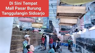 Hanya di sini Tempat Pasar burung ter lengkap bonjoli tanggulangin sidoarjo harga Murmer [upl. by Nnayllehs]