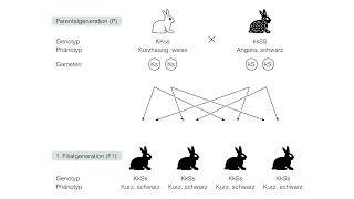 Dihybrider Erbgang [upl. by Ilyssa]