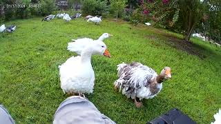 Sebastopol Geese Greeting [upl. by Hpsoj111]